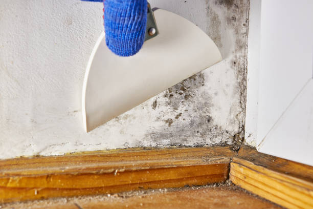 Best Attic Mold Removal  in Gordon, GA
